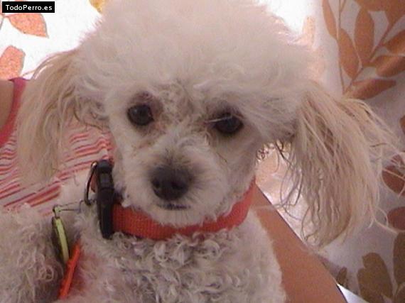 Foto del perro Chispa