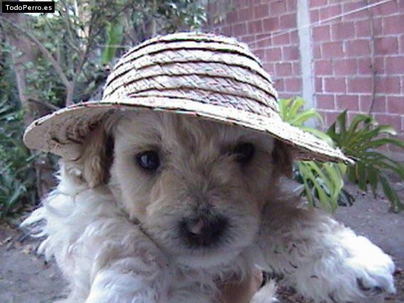Foto del perro Tommy