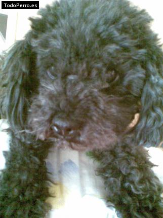 Foto del perro Rocio