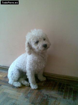 Foto del perro Harry