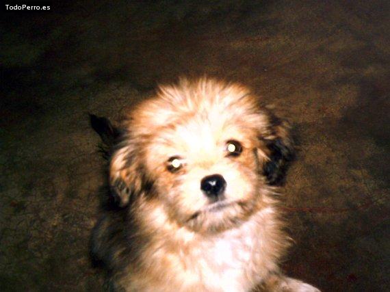 Foto del perro Winky