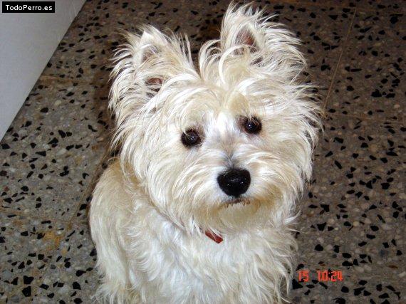 Foto del perro Nala