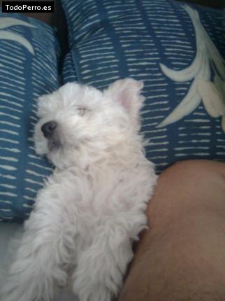 Foto del perro Junnior