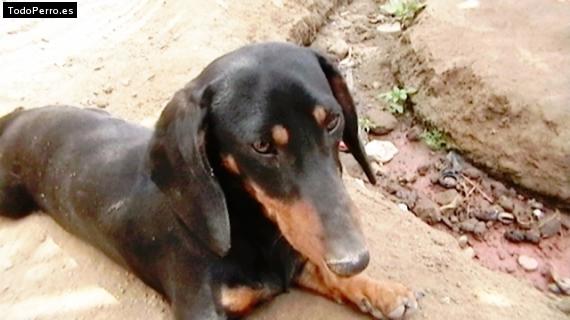 Foto del perro Jash