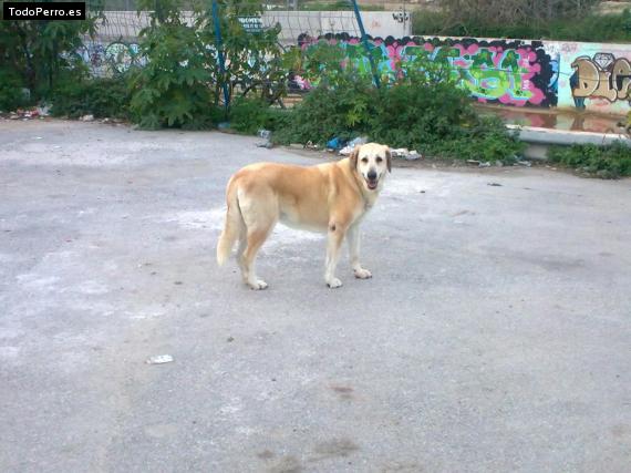 La foto del perro Mora Foto del perro Mora