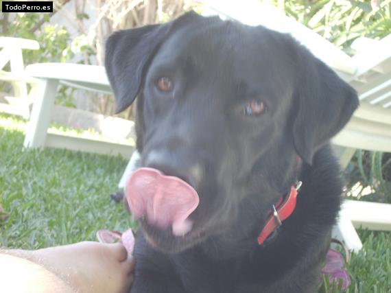 La foto del perro