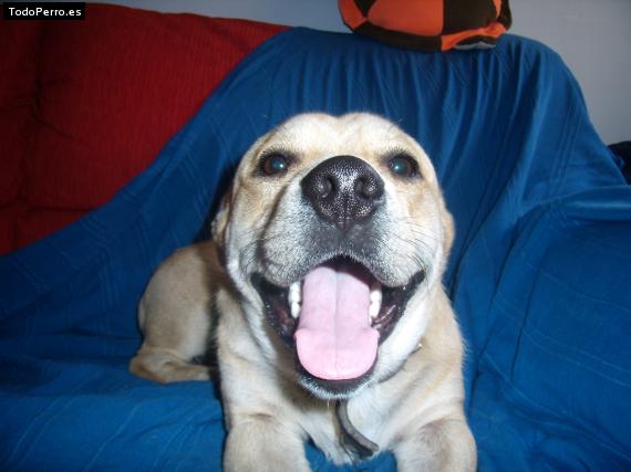 La foto del perro