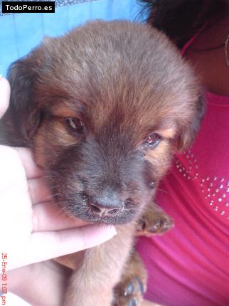 La foto del perro Mateo Foto del perro Mateo