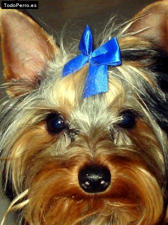 Foto del perro Scotty