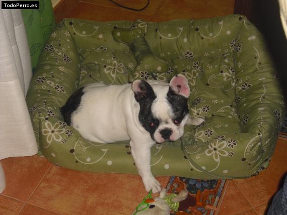 La foto del perro Maguie Foto del perro Maguie