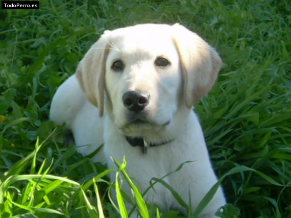 La foto del perro Jefe Foto del perro Jefe