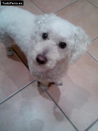 Foto del perro Casper
