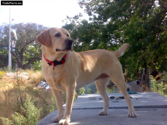 La foto del perro Patas Foto del perro Patas