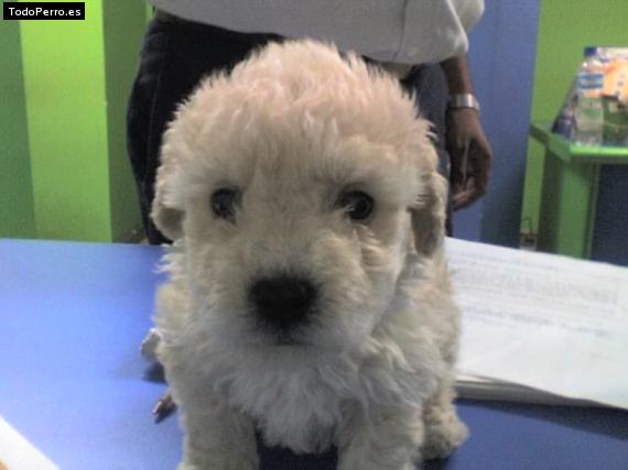 La foto del perro Matias Foto del perro Matias