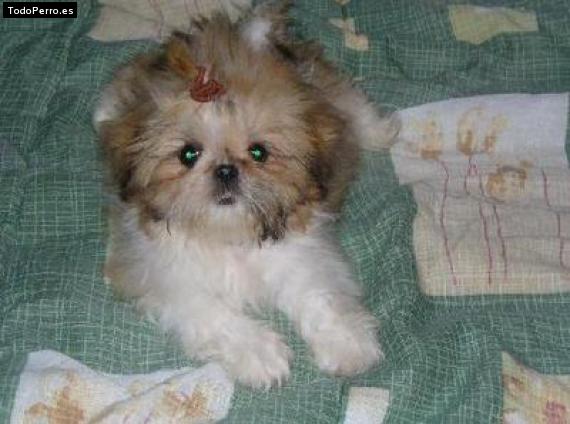 Foto del perro Emily