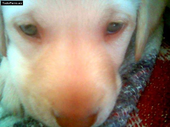 La foto del perro Martin hidalgo Foto del perro Martin hidalgo