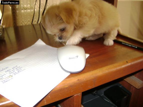 Foto del perro Taddy