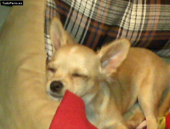 La foto del perro Martina Foto del perro Martina