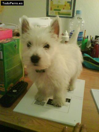 Foto del perro Terry