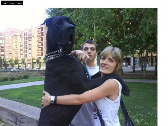 Foto del perro Scooby doo