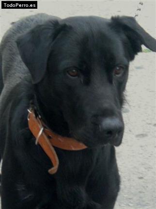 Foto del perro Renzo