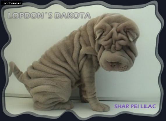 Foto del perro Lopdon