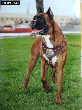 Foto del perro Horco