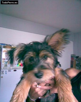 Foto del perro Santos