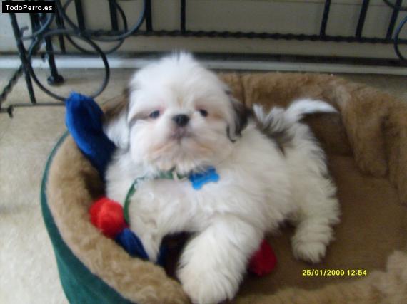 Foto del perro Spike