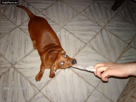 Foto del perro Rosita