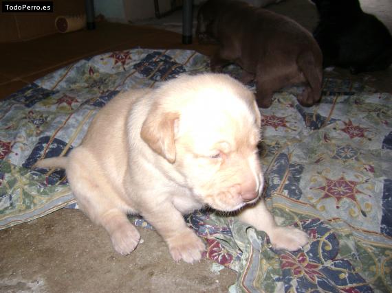 La foto del perro Lilo Foto del perro Lilo