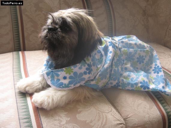 Foto del perro Camila