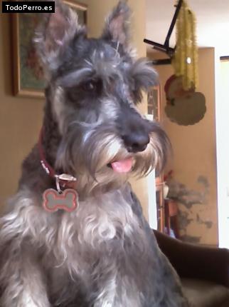 La foto del perro Morocha Foto del perro Morocha