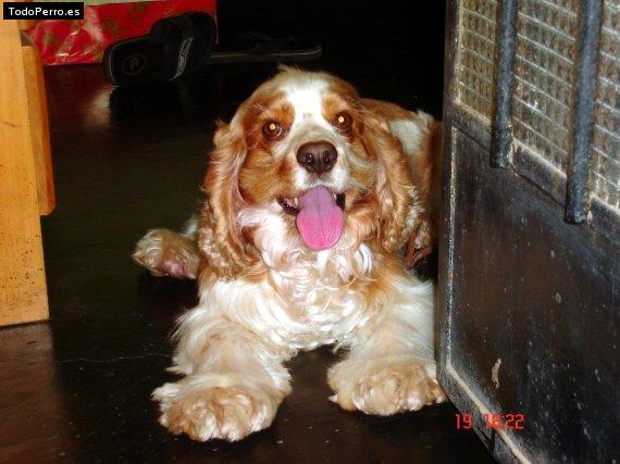 Foto del perro Caramelo