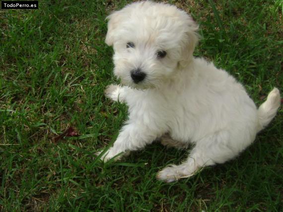 La foto del perro Matia Foto del perro Matia