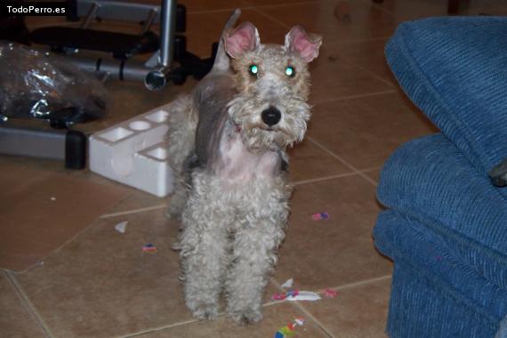 Foto del perro Chugar