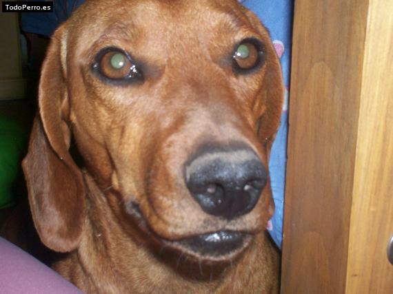 Foto del perro Julieta