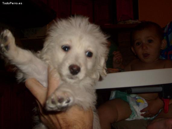 Foto del perro Jazmin