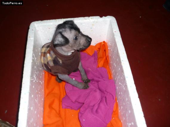 Foto del perro Ramon