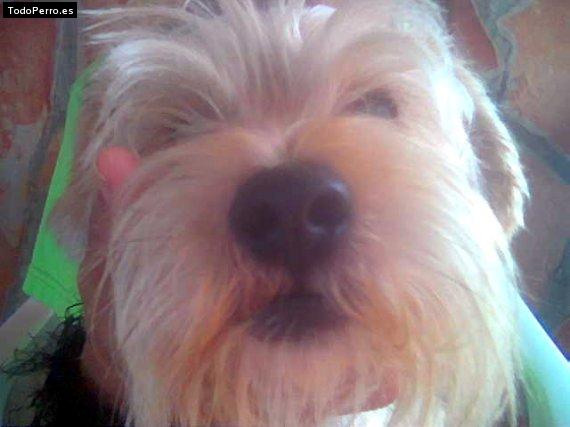 La foto del perro