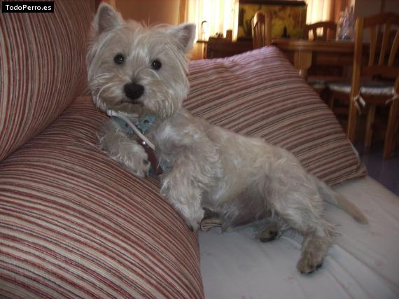Foto del perro Harry