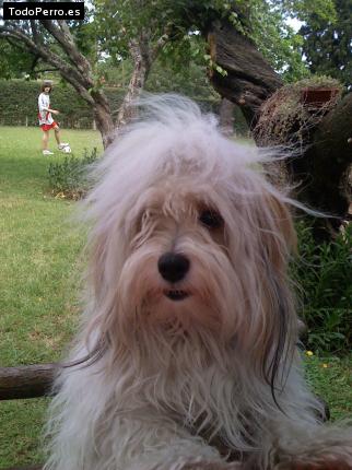 La foto del perro