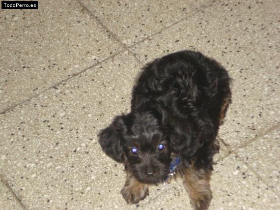 Foto del perro Wagner