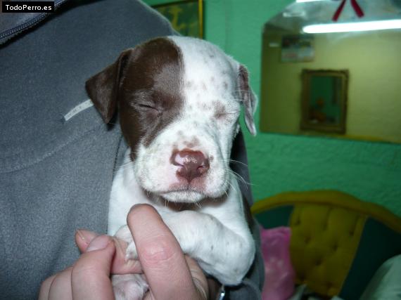 La foto del perro Lucas Foto del perro Lucas