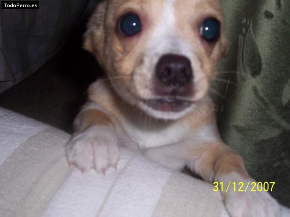 Foto del perro Chispi