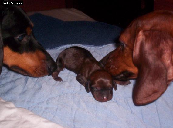 Foto del perro Sofia, rocke y bb