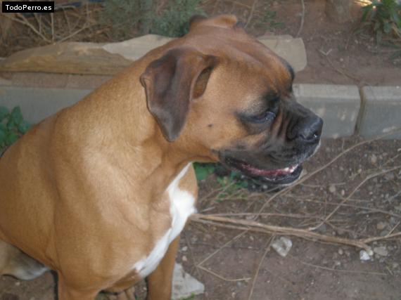 Foto del perro Raisa