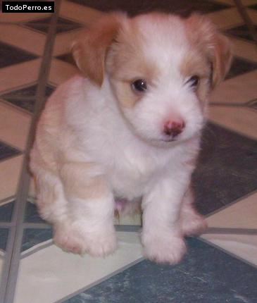 Foto del perro Deysy