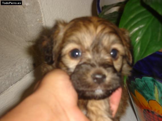 Foto del perro Croketa
