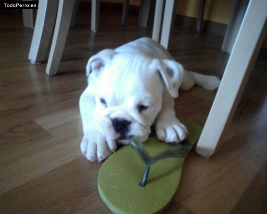 Foto del perro Rita